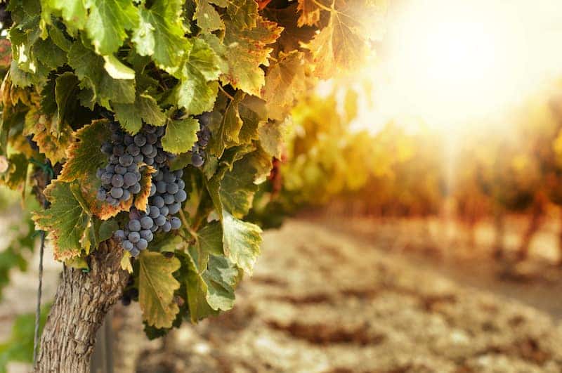 Vineyard at sunset
