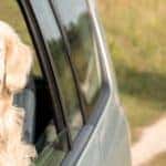 dog in car