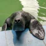 manatee poking head out of water