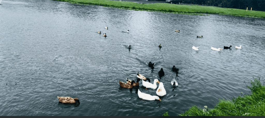 Ducks playing in the pond at Firkins in Bradenton