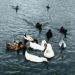 Firkins Ducks Thumbnail