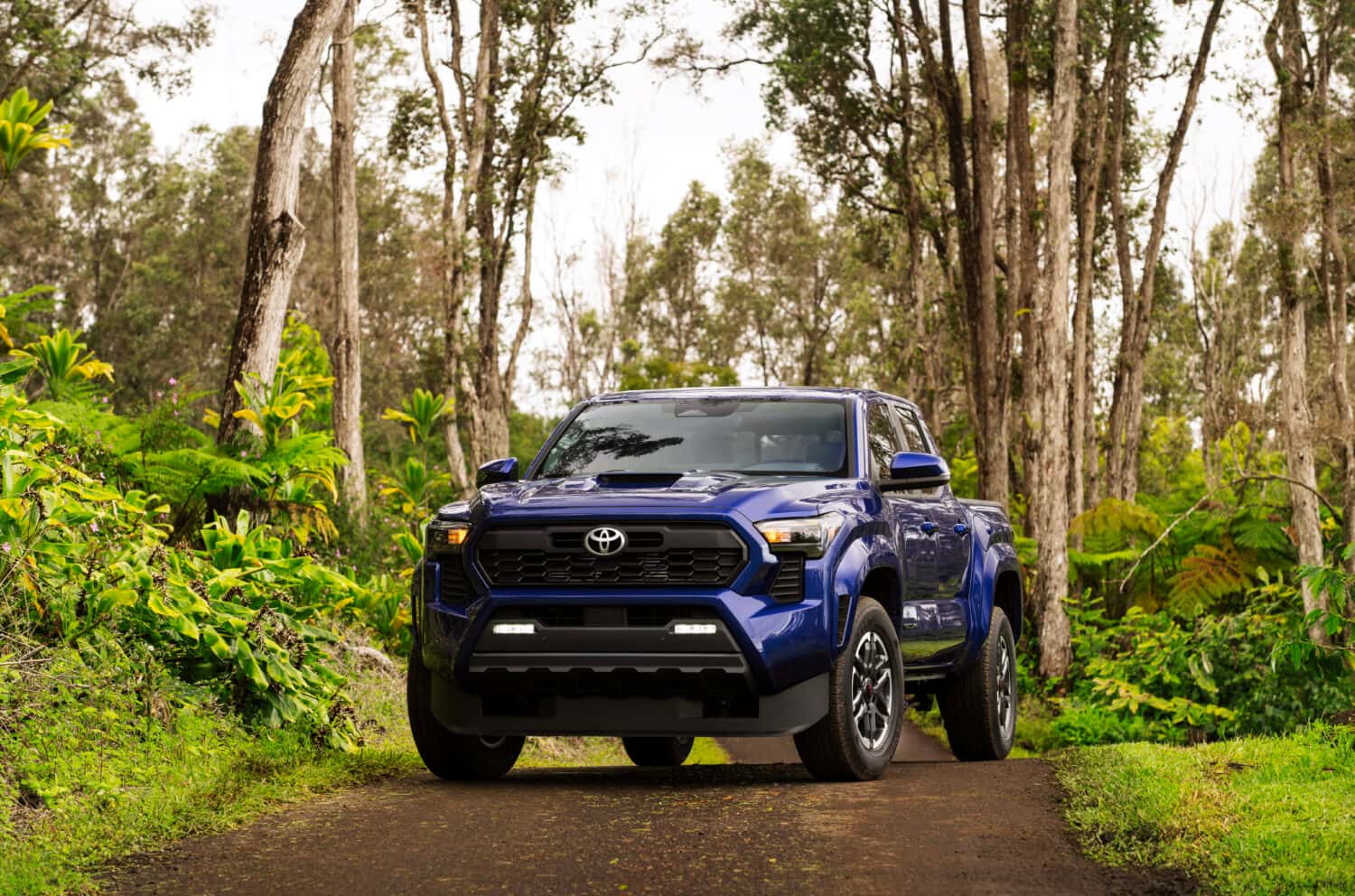 A 2025 Toyota Tacoma parked in a forest