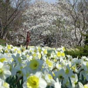 cox-arboretum-metropark-dayton-oh