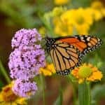 South Texas Botanical Gardens & Nature Center