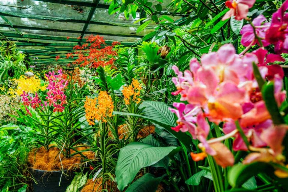 South Texas Botanical Gardens Nature Center Mike Shaw Kia