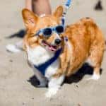 Corgi Convention Corpus Christi