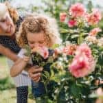 Grandmother and granddaughter smelling the roses in a garden