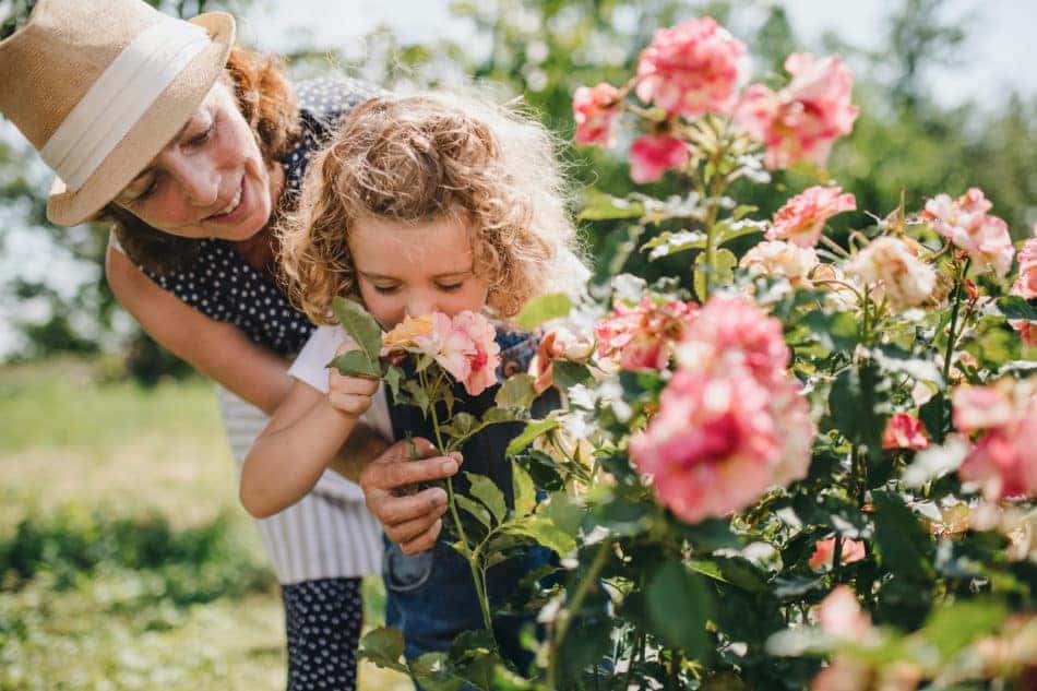 Grandmother and granddaughter smelling the roses in a garden