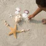 Boy making pattern with shells, sand dollars, and starfish at the beach