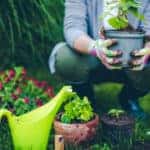 spring gardening