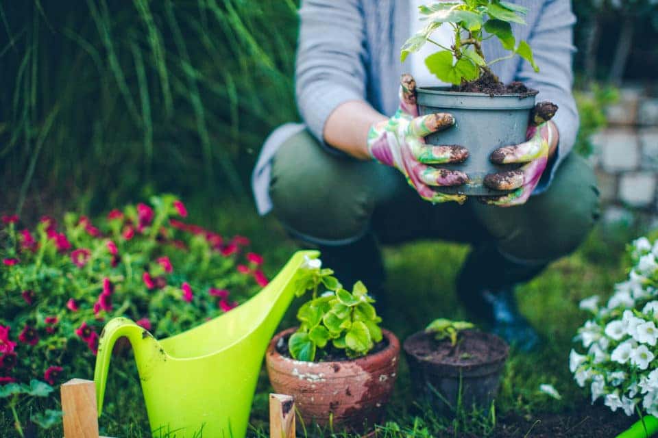 spring gardening