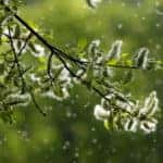 Spring Pollen