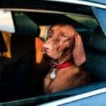 Holiday Traveling with Pets in Colorado