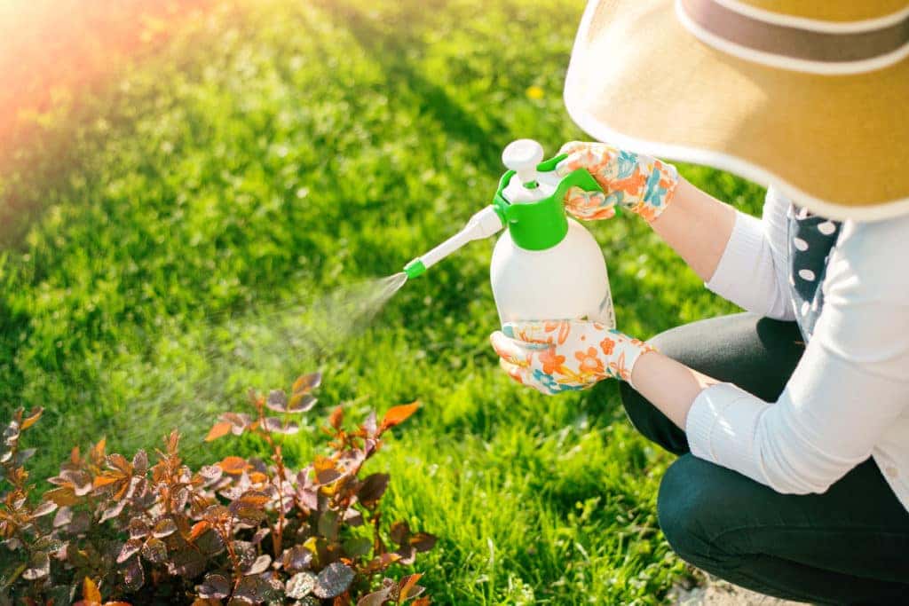 someone spraying their plants with pesticide