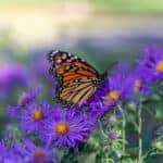 monarch butterfly on aster flower