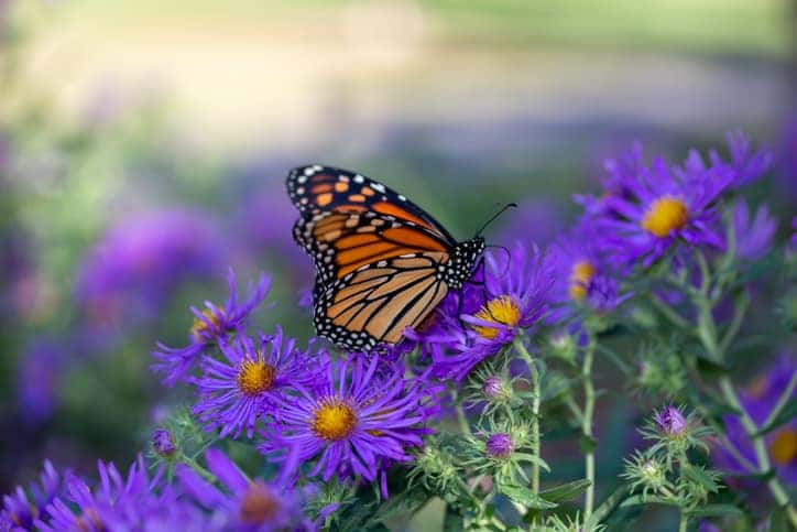 monarch butterfly on aster flower