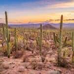 Desert