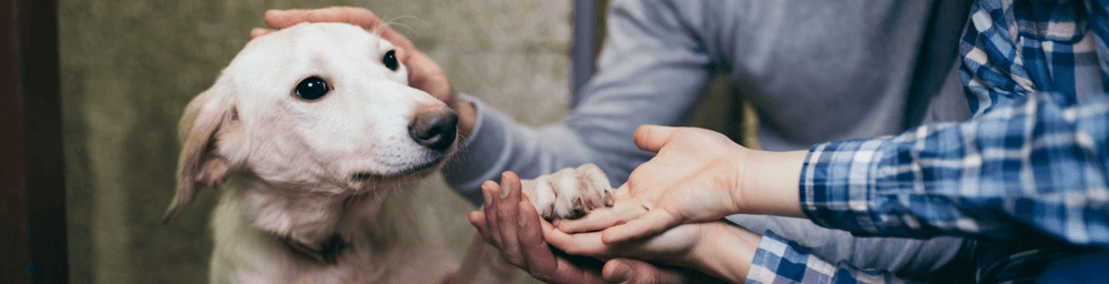 Helping Hounds Dog Rescue