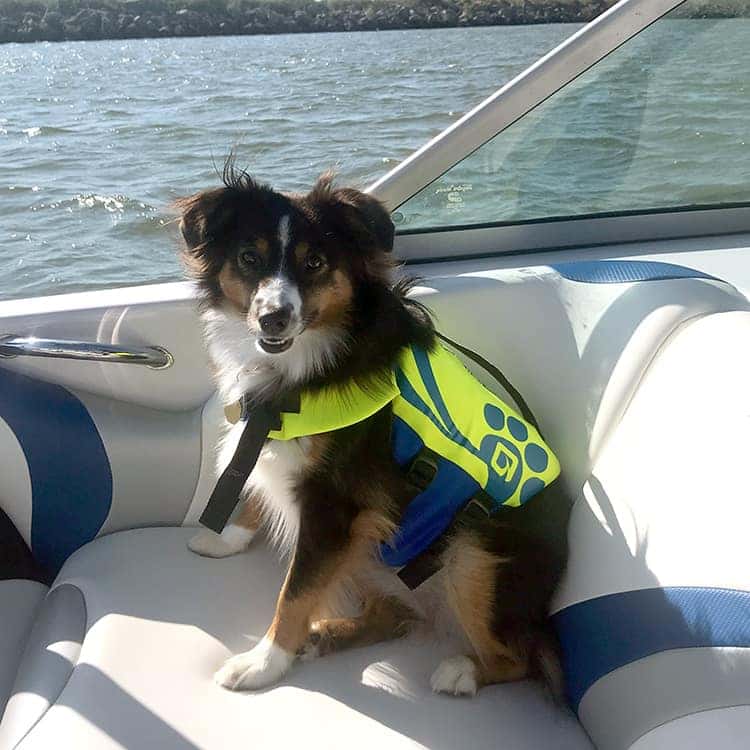 Boating with Dogs - Amazingly Simple Tips You Will Love